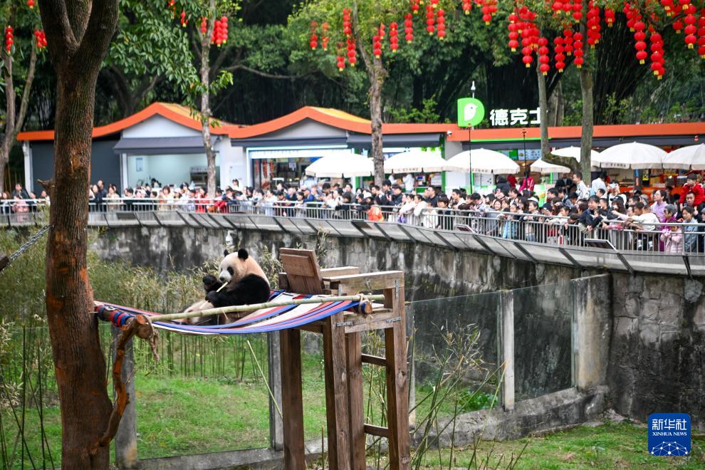 重庆动物园大熊猫户外享暖阳