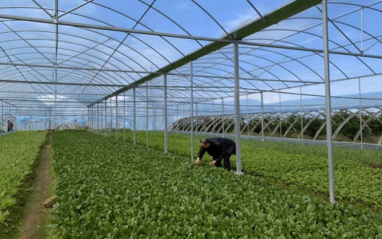 南津渡街道香零山村蔬菜长势喜人。受访单位供图