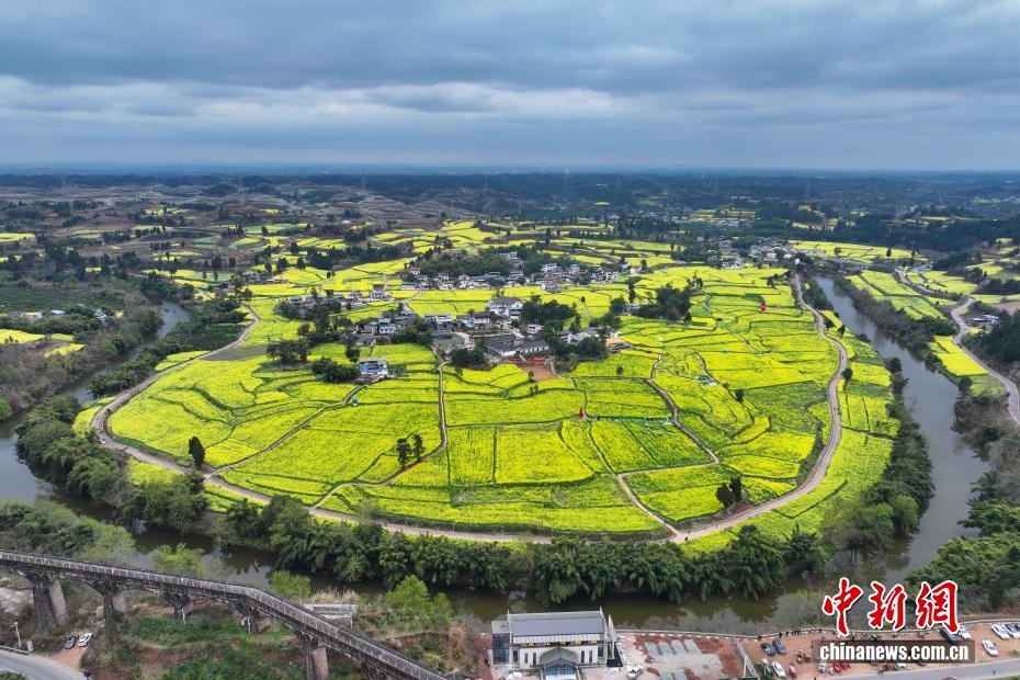 四川仁寿“菜花坞”金黄油菜花醉游人