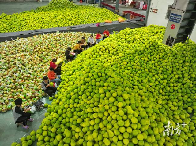 柚润南福|报告文学 柚润南福|报告文学