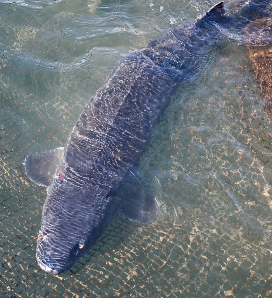 野化驯养基地助力长江水生物种生态修复