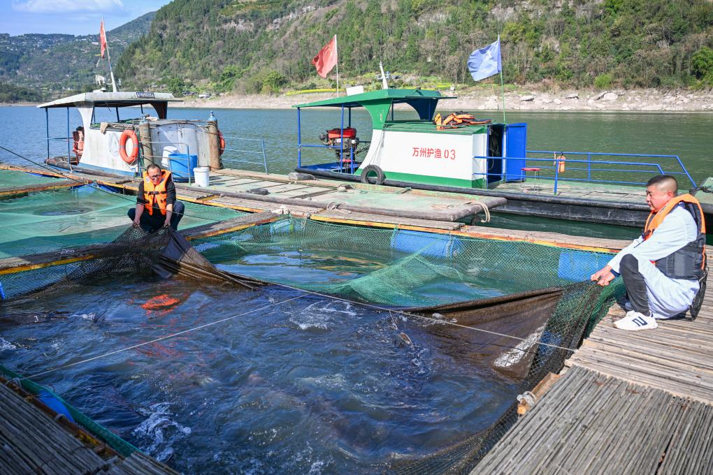 野化驯养基地助力长江水生物种生态修复