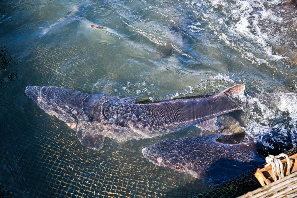 野化驯养基地助力长江水生物种生态修复