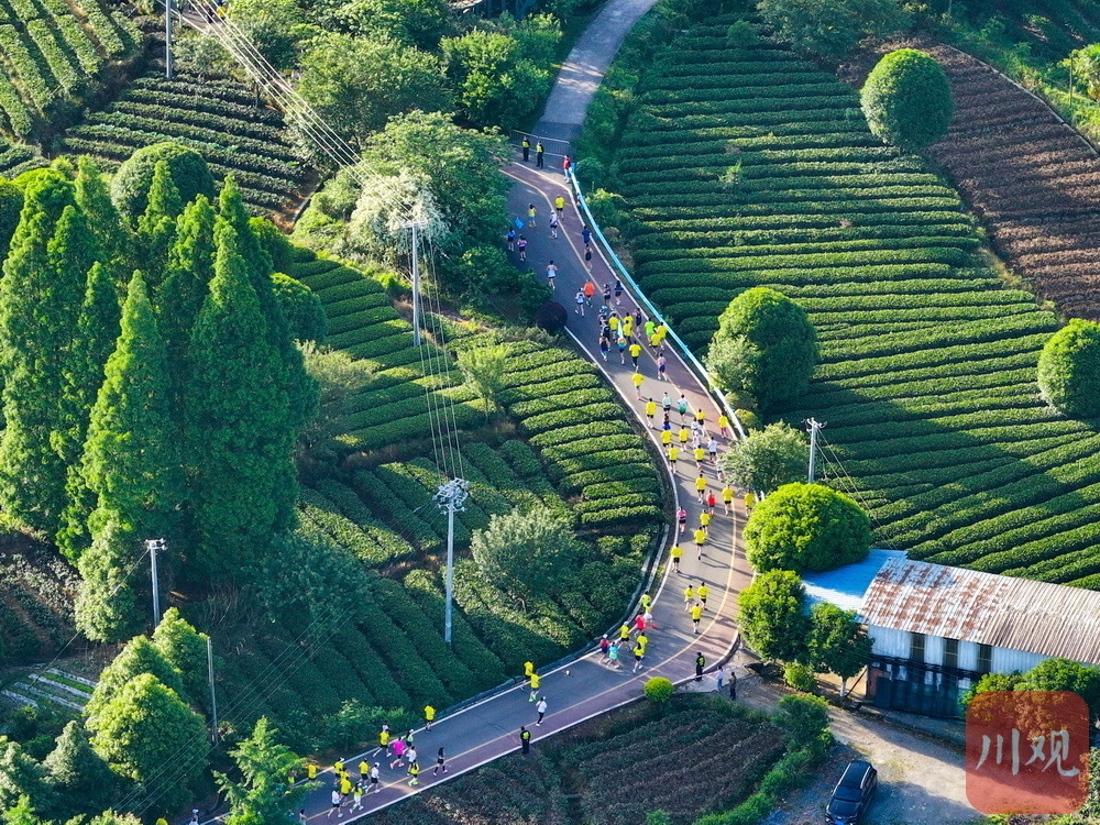 毛宁点赞的高铁驶入“千里江山图”,背后有条“中国至美茶园绿道”丨深壹度