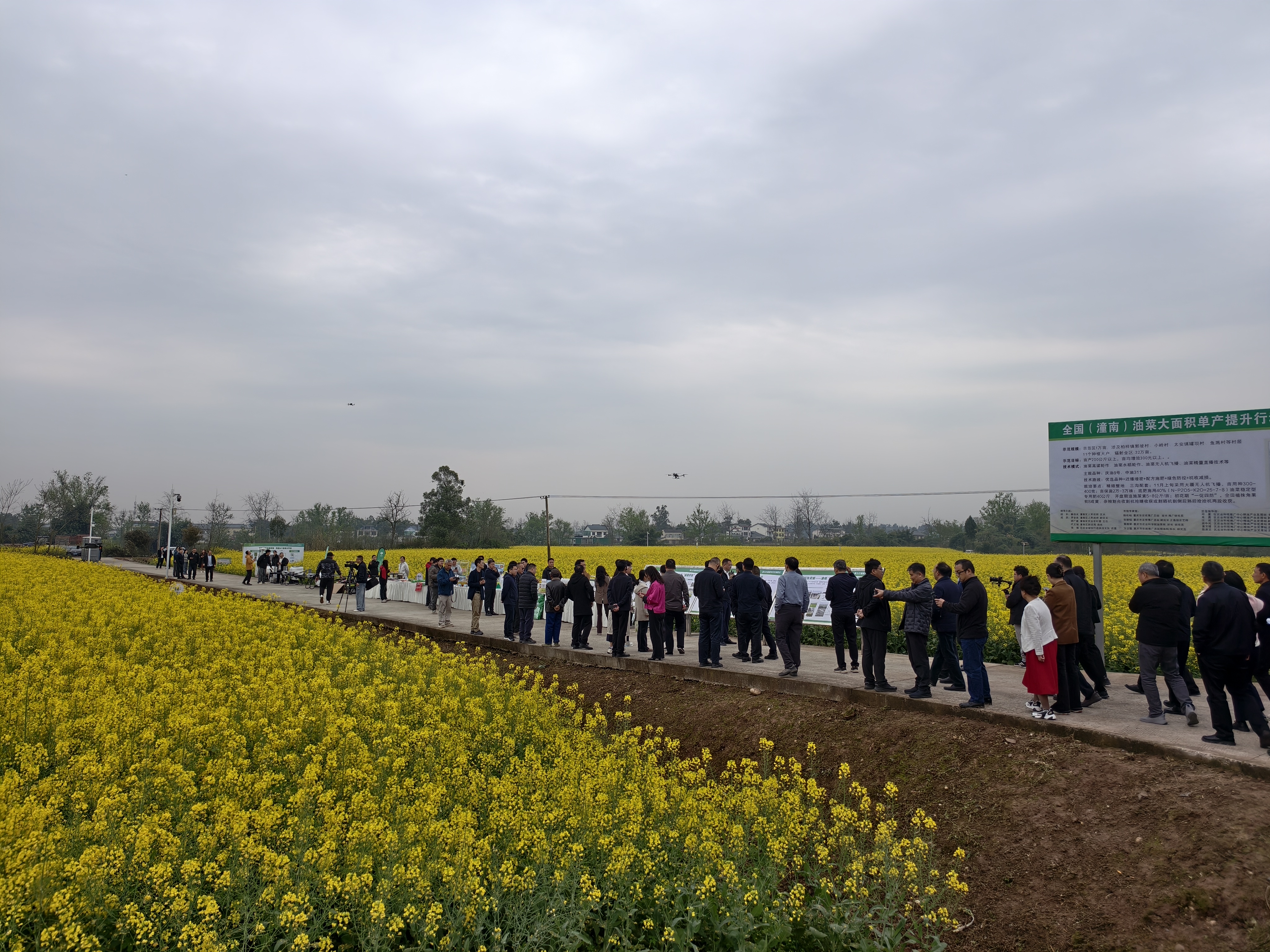 向产量“十九连增”冲刺！重庆市油菜播种面积增至458.9万亩
