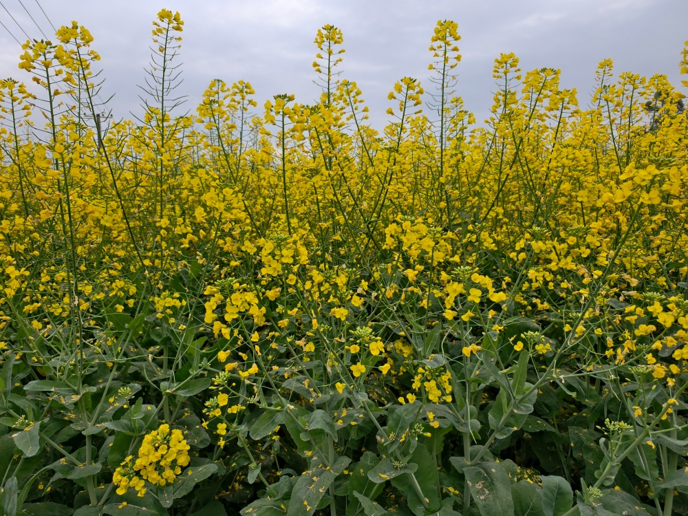 向产量“十九连增”冲刺！重庆市油菜播种面积增至458.9万亩
