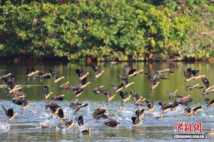 湿地守护者薛美丽:它就像自己的孩子一样