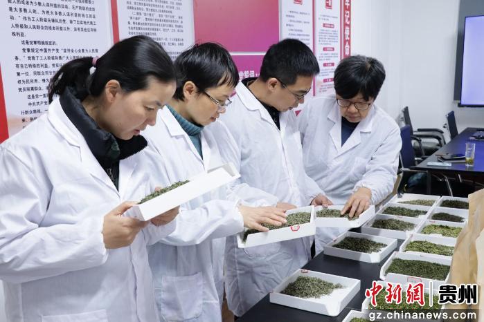 2026年贵州早春茶斗茶赛审评活动举行 金奖茶揭晓