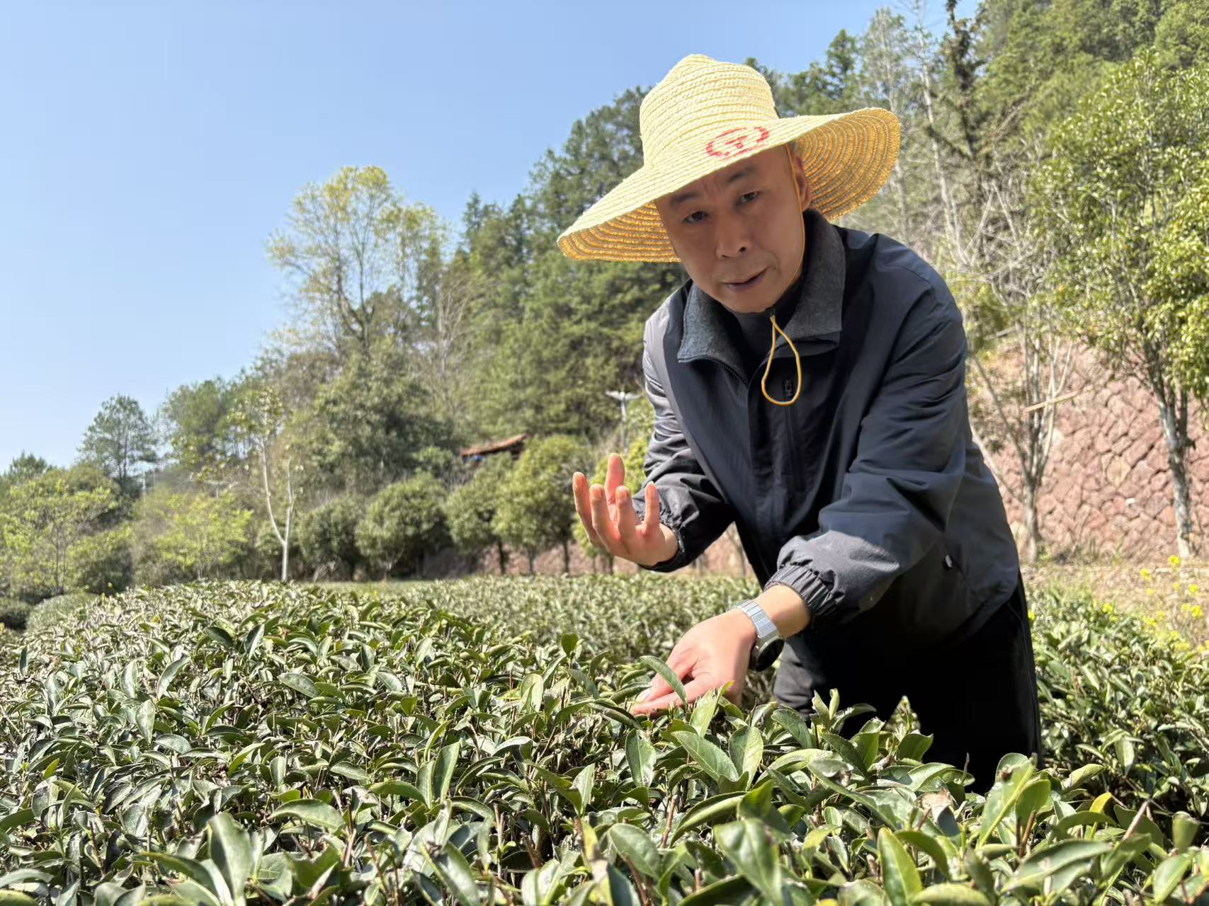 福建南平武夷山：数智“护航”茶乡绿，人与青山两不负