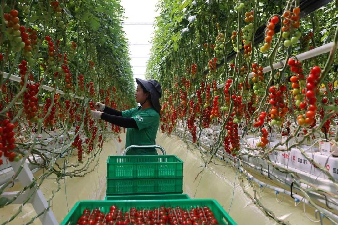 科技护航粮食丰产 利津县2.3万台（套）农机具保障春季农业生产