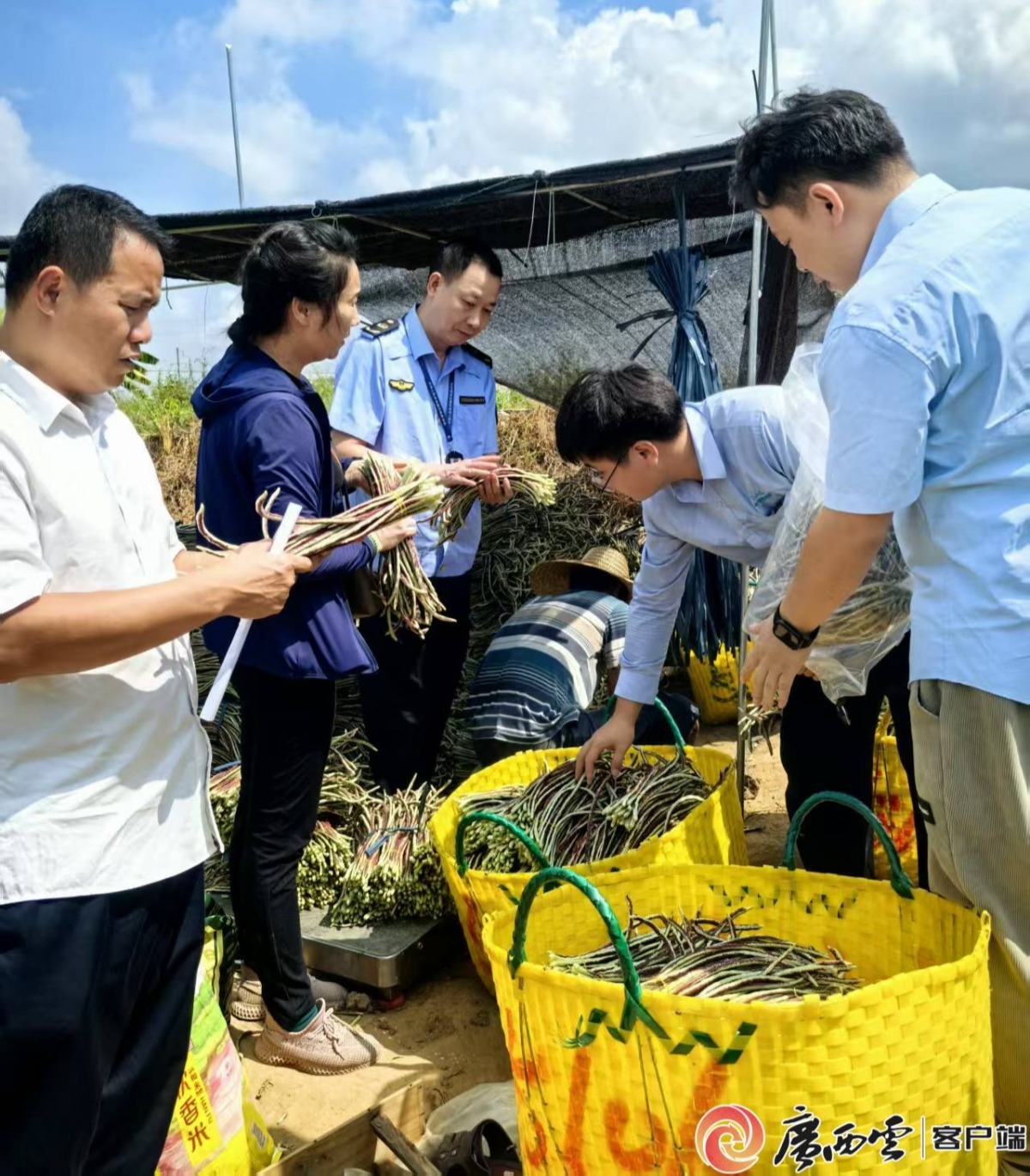 开具农产品电子合格证超68万张!广西一执法案件入选全国典型案例 开具农产品电子合格证超68万张!广西一执法案件入选全国典型案例