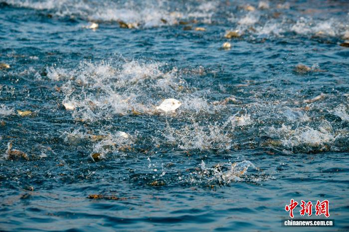 广西北海冠岭海洋牧场:生态养殖赋能渔业高质量发展