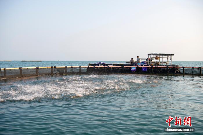 广西北海冠岭海洋牧场:生态养殖赋能渔业高质量发展