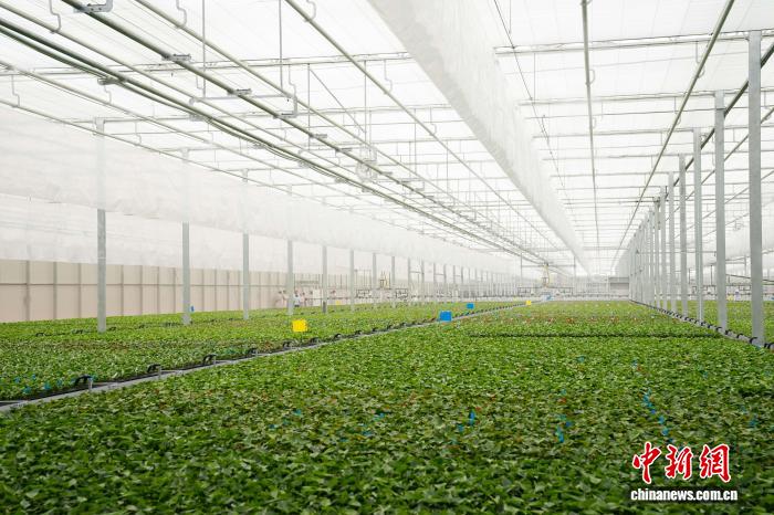云南省花卉示范园区一高科技温室正式启用