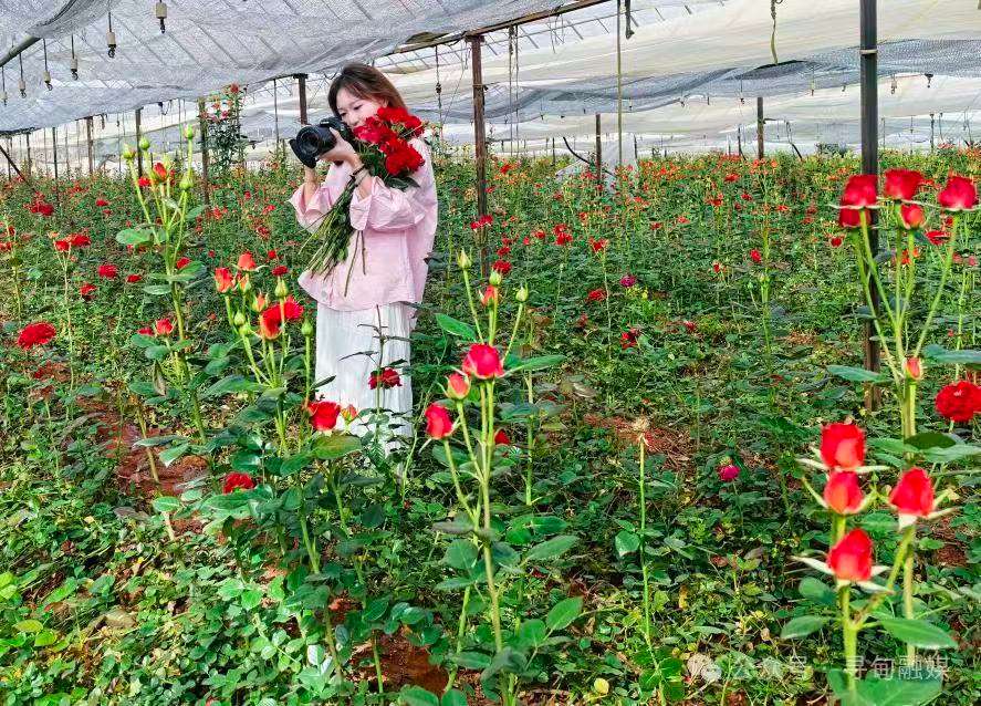 跨越山海的协作：上海普陀与云南寻甸的“双向奔赴”