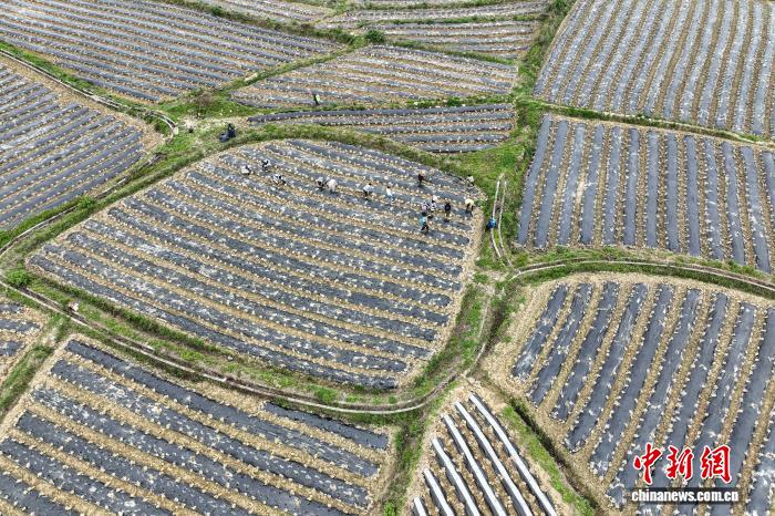 贵州贵定：抢抓农时移栽辣椒苗