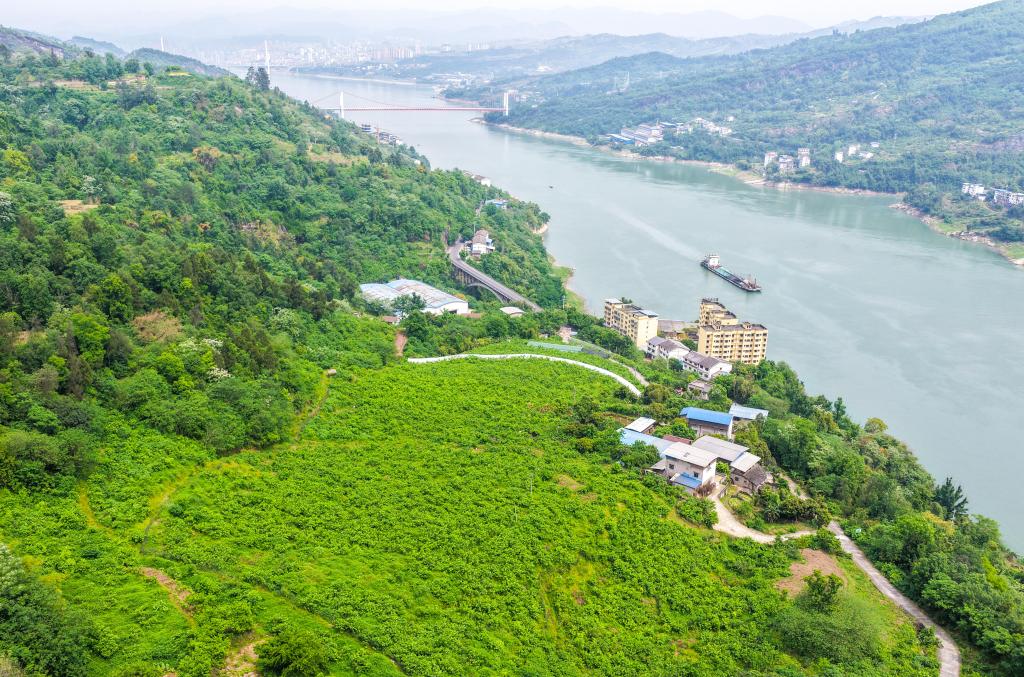 重庆丰都：桑果飘香长江岸