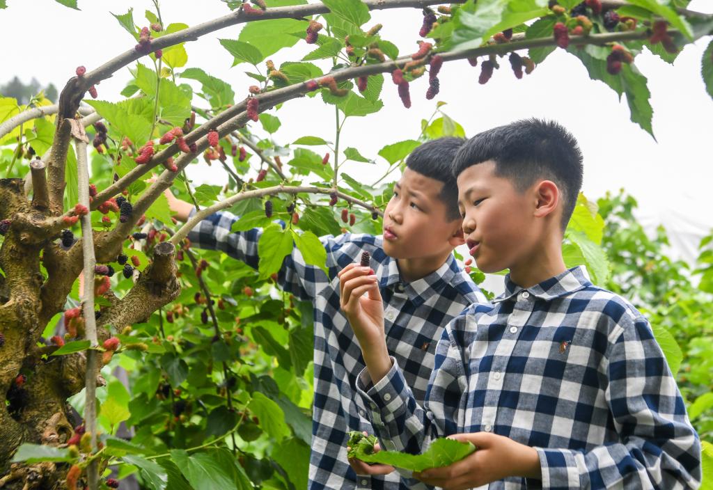 重庆丰都：桑果飘香长江岸