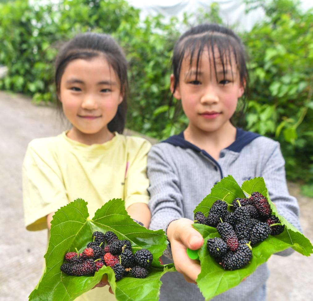 重庆丰都：桑果飘香长江岸