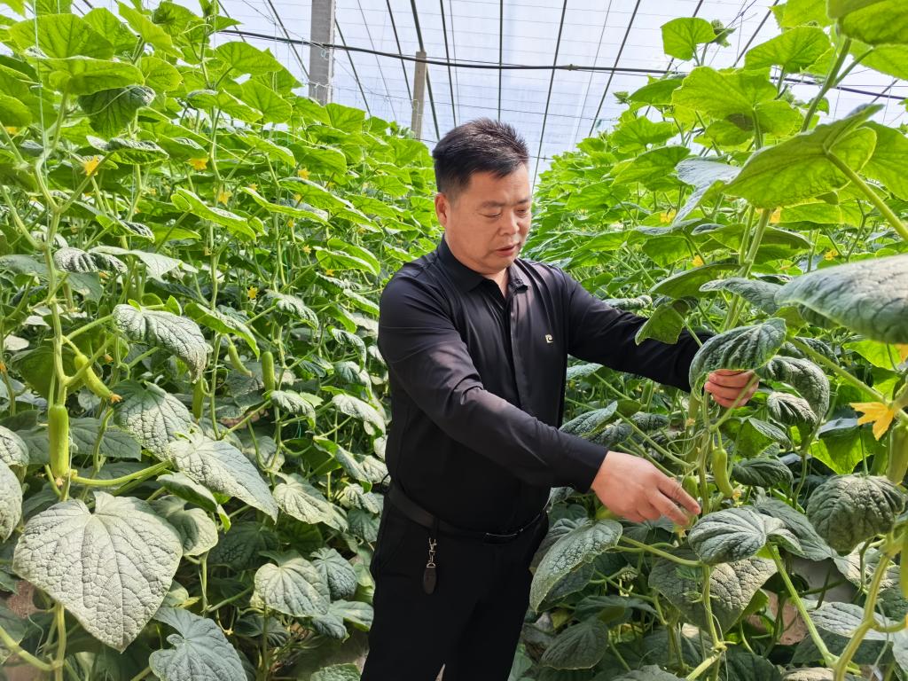山东潍坊:“智慧农业”点亮特色产业富民路