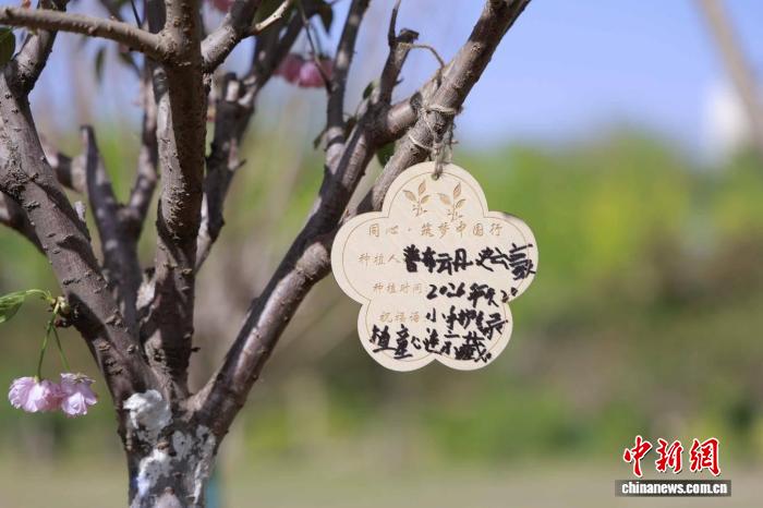 以树为媒、以情为桥 京藏少年“共植同心树”