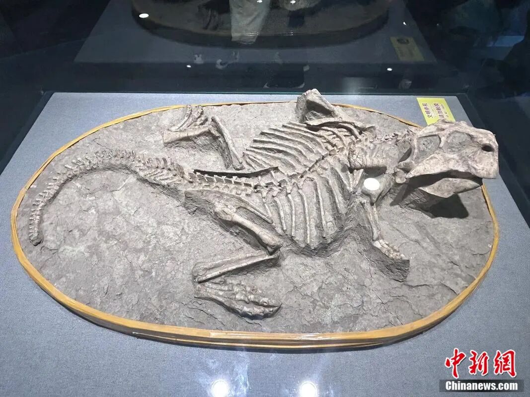 它出生时,地球还是个“宝宝”?河北这块36.7亿岁的石头,刷新认知!