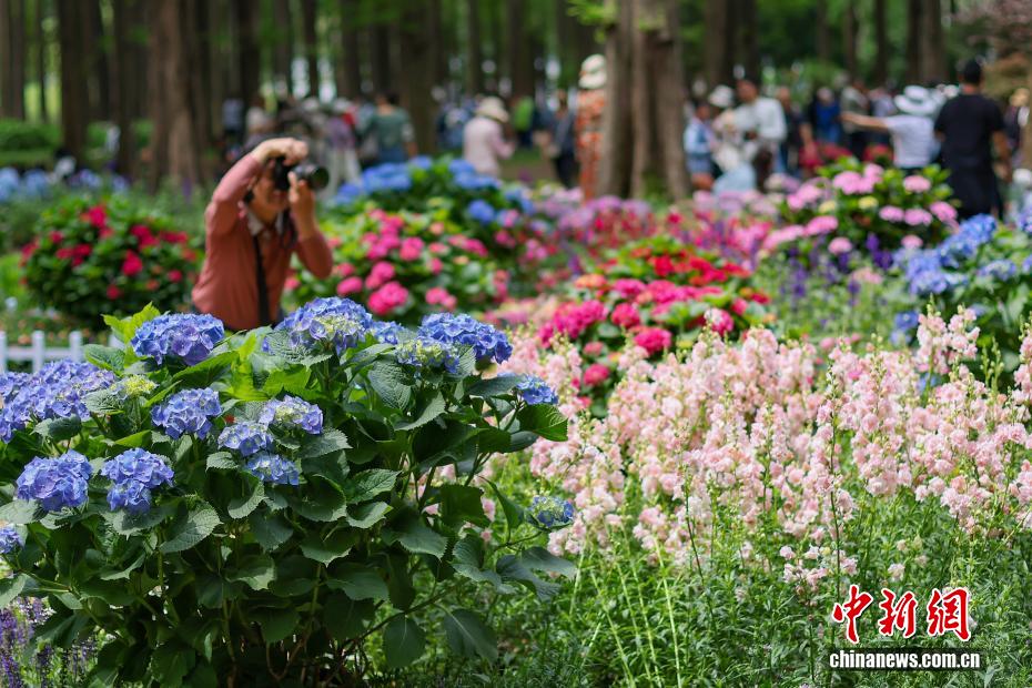 团团簇簇展“芬芳” 南京紫金山绣球花缤纷绽放 团团簇簇展“芬芳” 南京紫金山绣球花缤纷绽放