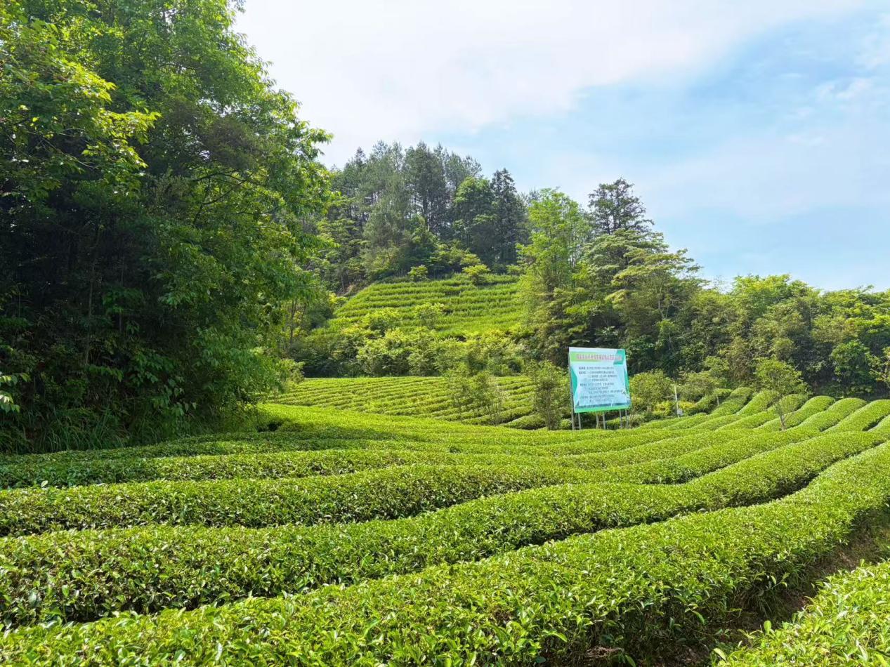初夏燕子窠：科技绿肥孕出“金叶子”