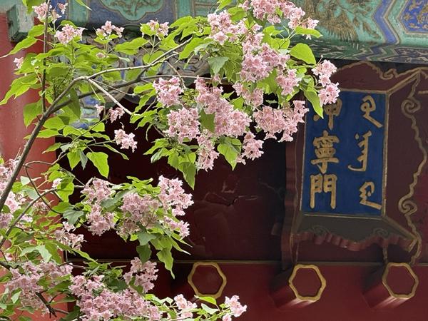 跟着学者逛故宫 故宫的四座花园为什么都爱种楸树