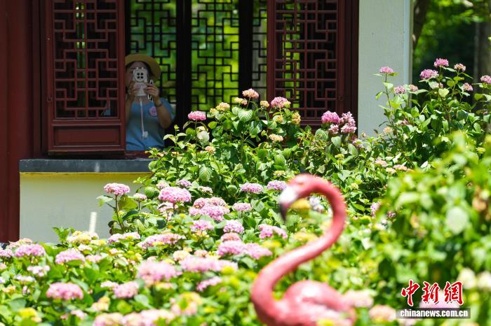 湖北武汉：绣球花盛开吸引游客打卡