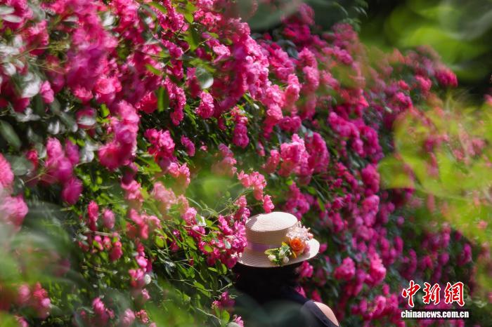 南京:繁花似锦香满园 南京:繁花似锦香满园