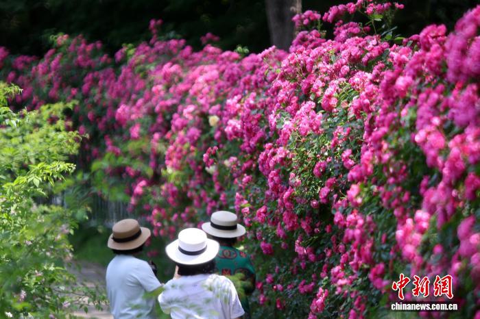 南京:繁花似锦香满园