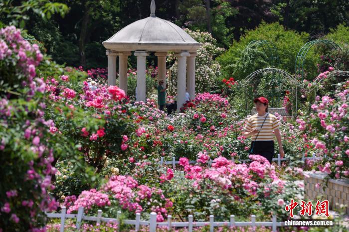 南京:繁花似锦香满园