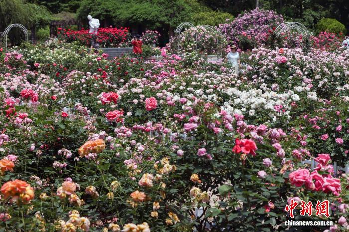 南京:繁花似锦香满园