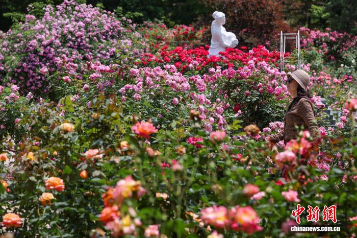 南京:繁花似锦香满园