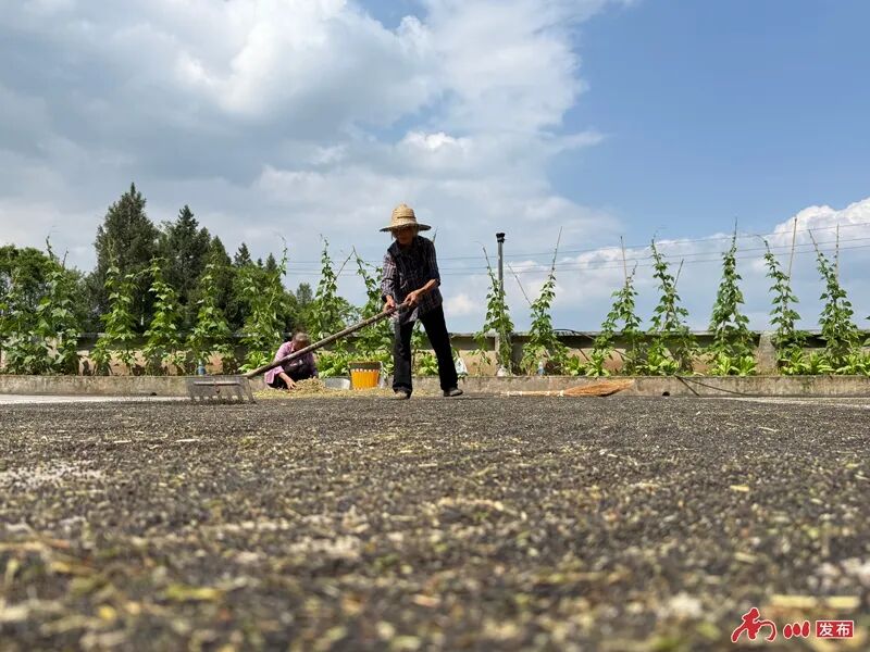 在希望的田野上 | 复垦土地产出万斤菜籽,农户和村集体都挣钱了 GetAttachment (3)_副本.jpg