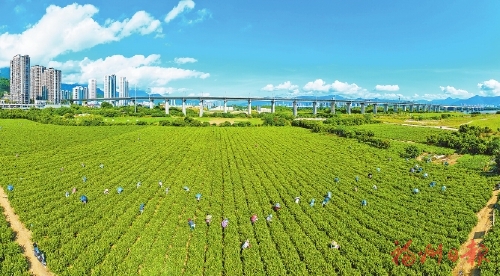 福州乡村产业拔节生长