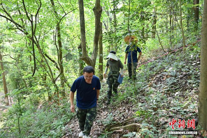 广东佛山云勇林场人工混交林助力森林质量提升 广东佛山云勇林场人工混交林助力森林质量提升