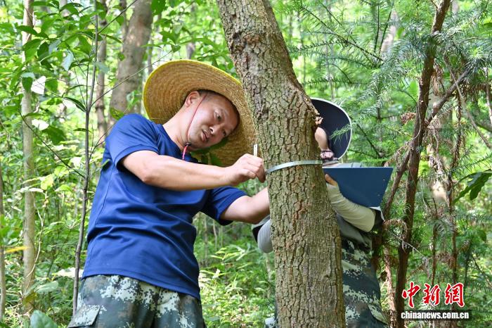 广东佛山云勇林场人工混交林助力森林质量提升