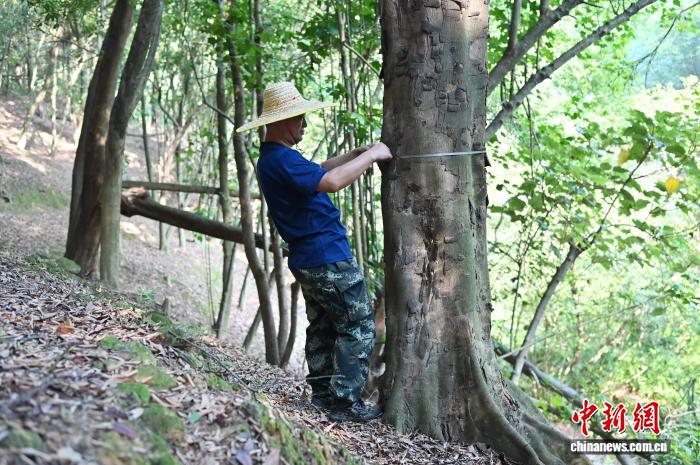 广东佛山云勇林场人工混交林助力森林质量提升