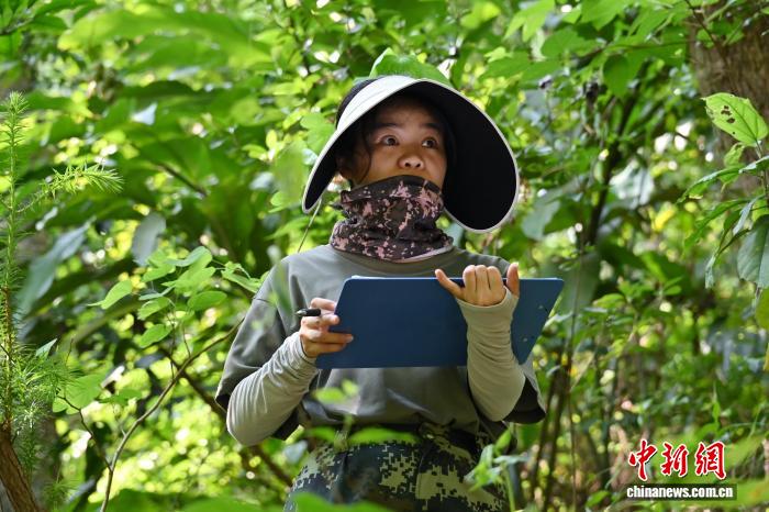 广东佛山云勇林场人工混交林助力森林质量提升