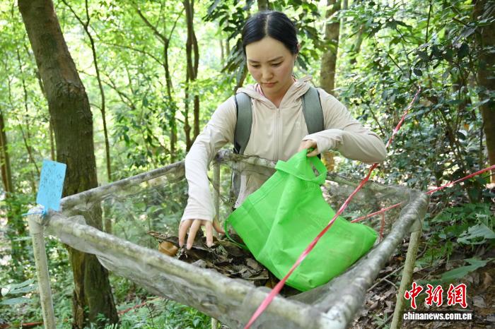 广东佛山云勇林场人工混交林助力森林质量提升