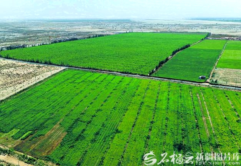 从“死亡之海”到“希望之海”——新疆打响塔克拉玛干沙漠边缘阻击战三周年观察