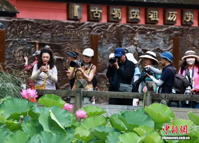 成都望丛祠荷花绽放迎客来 成都望丛祠荷花绽放迎客来