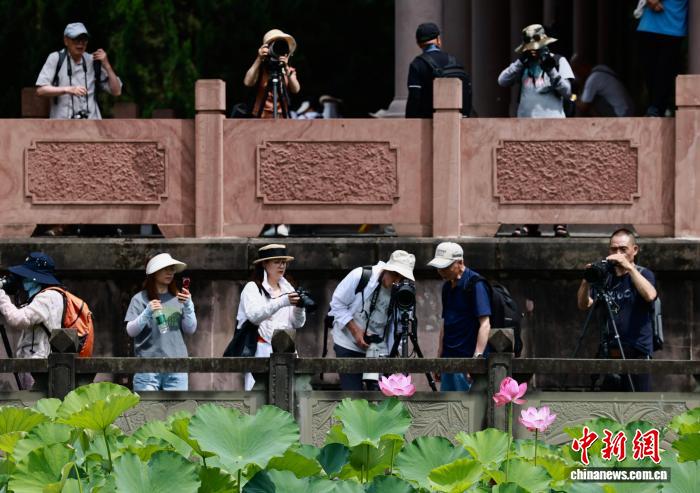 成都望丛祠荷花绽放迎客来