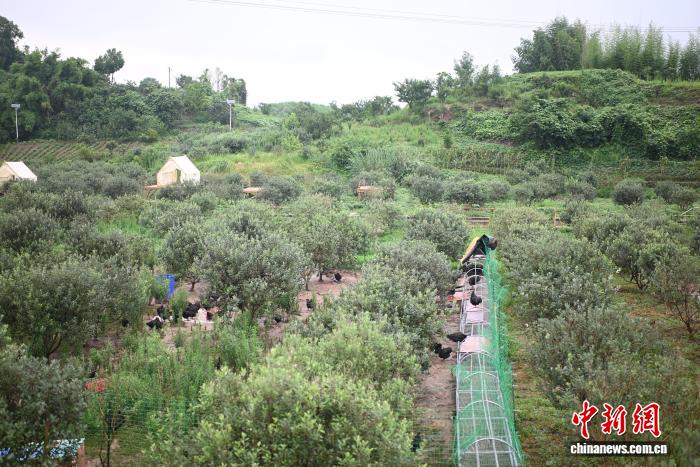菲油果跨越半个地球“扎根”重庆 成乡村“致富果”
