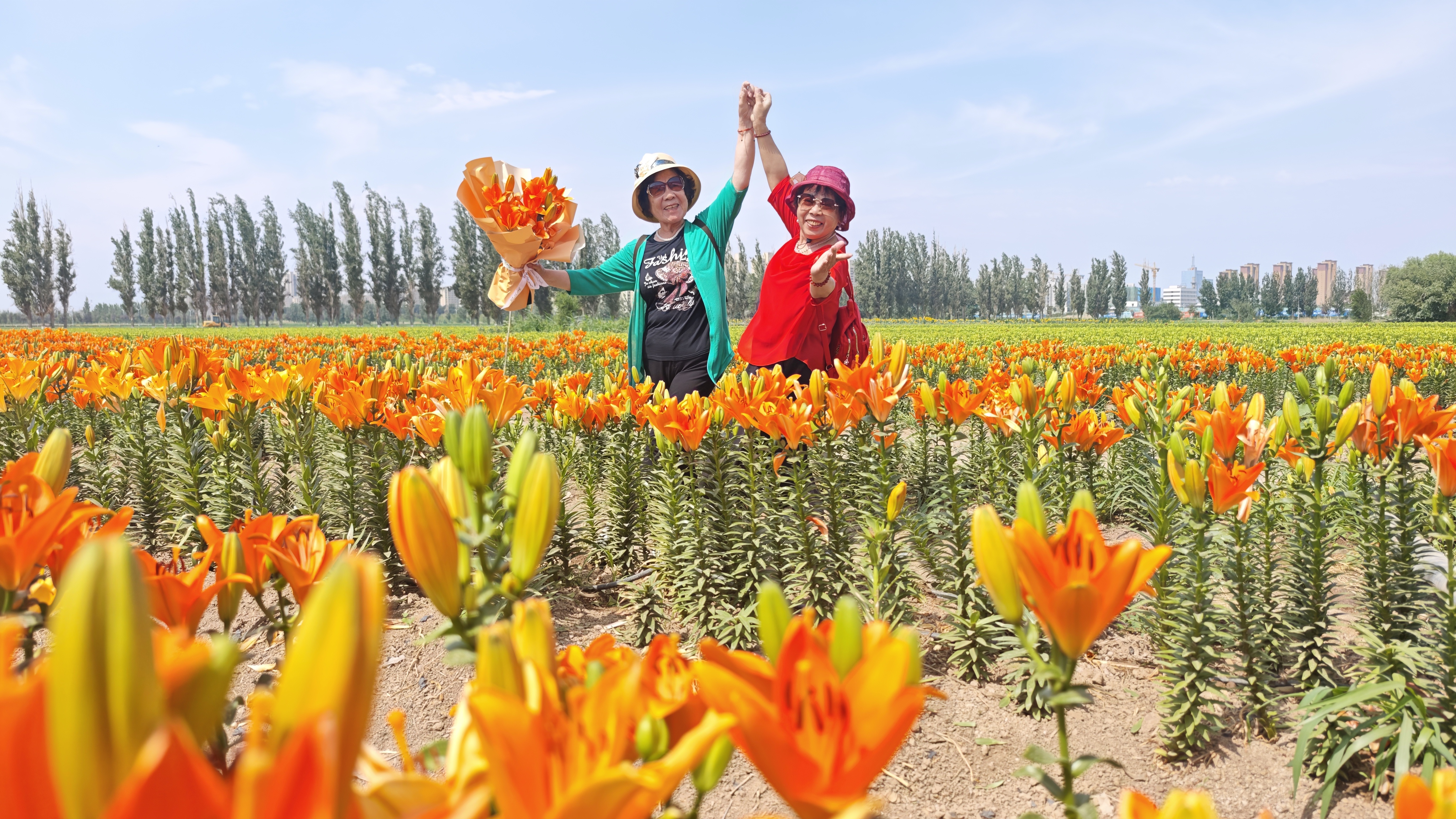五一农场依托百合种植探索产业发展新路