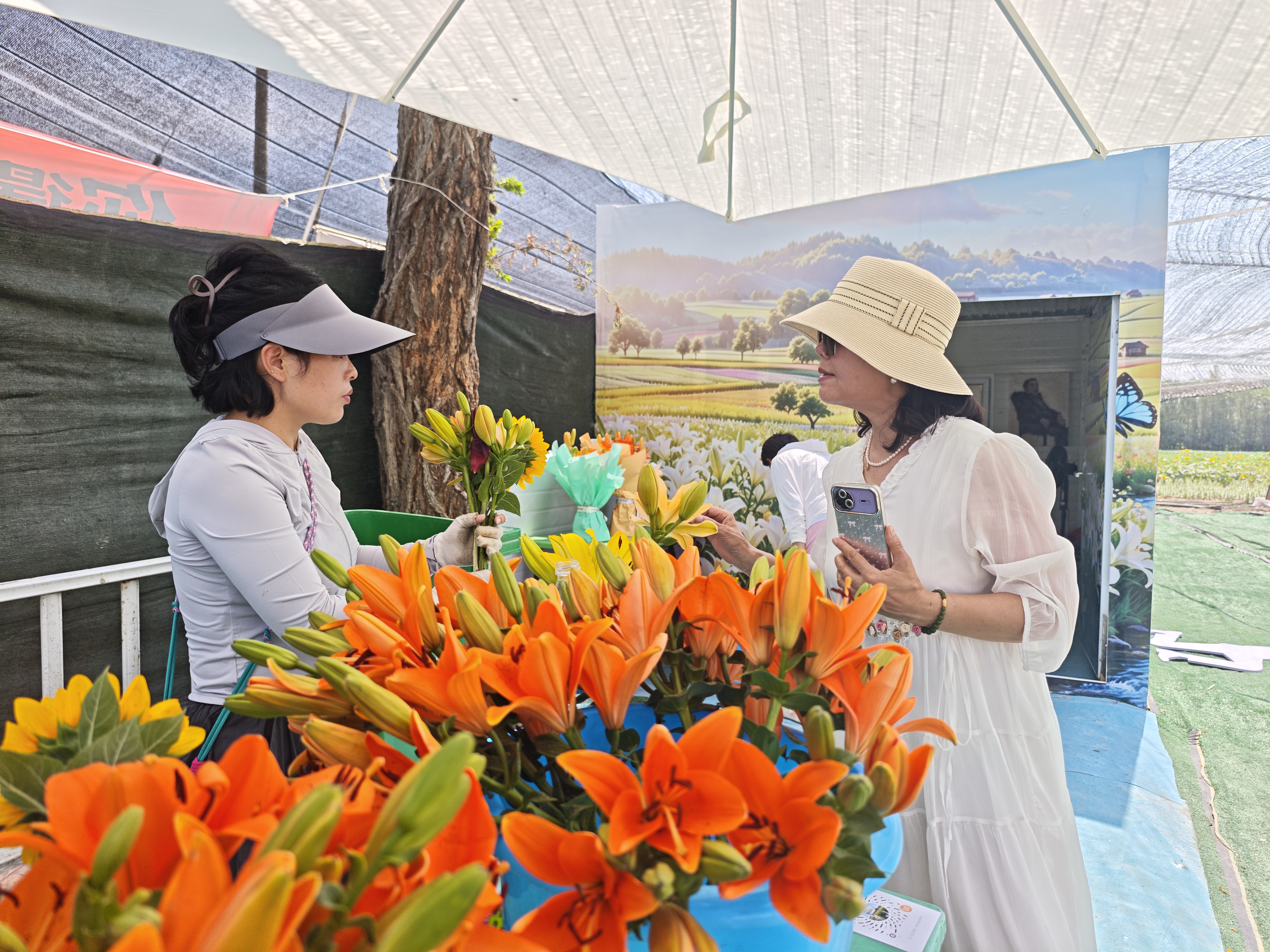 五一农场依托百合种植探索产业发展新路