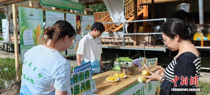 科技小院师生带货洱海鲜玉米 田间直播间架起增收桥