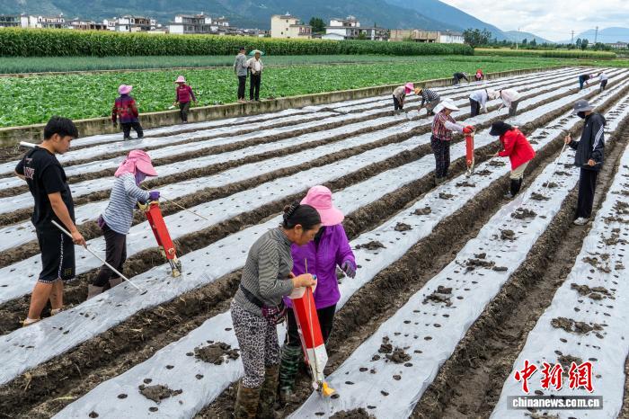 科技小院师生带货洱海鲜玉米 田间直播间架起增收桥
